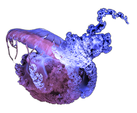 jellyfish
