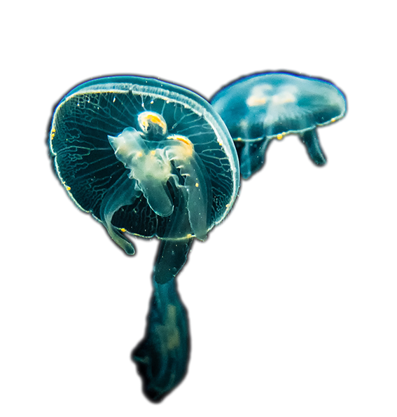 jellyfish